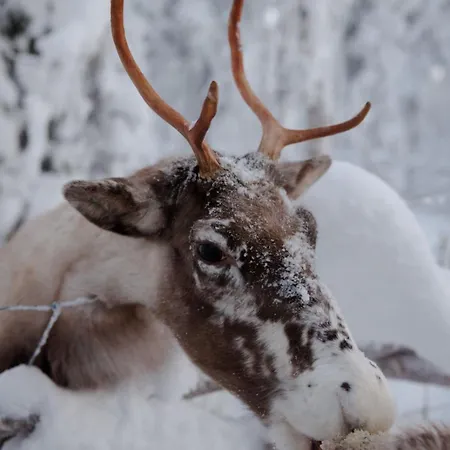 North Aurora 20c By Hilla